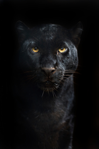 Chima